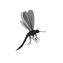 Vector illustration of dengue fever mosquito