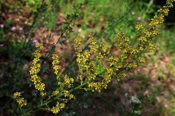 Verbascum lychnitis, mullein, velvet plant yellow flowers closeup