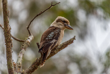 Kookaburra perched in a tree