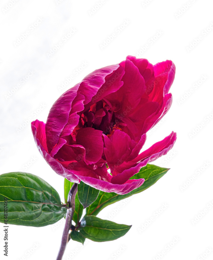 Poster peony flower on the white