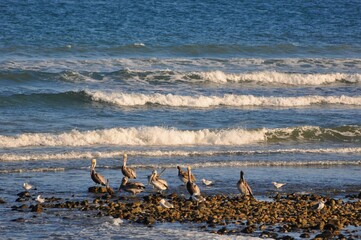 Pelicans catching the waves at Gonzaga Bay, Baja California