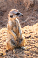 Meerkat, Suricata suricatta, on hind legs. Portrait of meerkat standing on hind legs with alert expression. Portrait of a funny meerkat sitting on its hind legs.