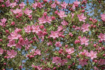 Obraz premium pink flowers in the garden