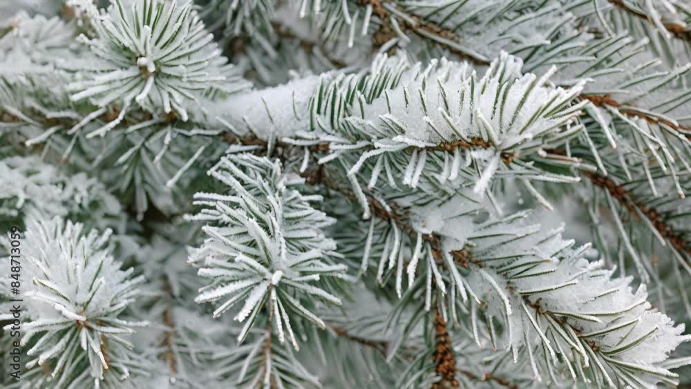 Poster a closeup of snowcovered pine needles showcasing their varied lengths and widths creating a beautifu