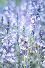 Nature background with spring flowers. Selective and soft focus. Close up.