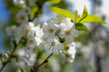 Cherry branches on a sunny day against a blue sky background. A blooming white cherry tree in the sunlight. Cherry blossoms on the background of the sky. Small depth of field.