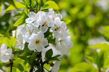 Cherry branches on a sunny day against a blue sky background. A blooming white cherry tree in the sunlight. Cherry blossoms on the background of the sky. Small depth of field.