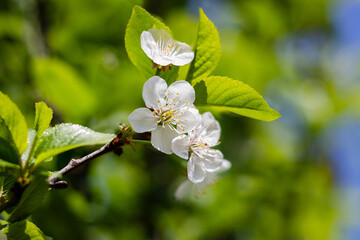 A blooming white cherry tree in the sunlight. Cherry branches on a sunny day against a blue sky background. Cherry blossoms on the background of the sky. Small depth of field.