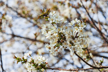 Selective focus on cherry blossoms. A blooming white cherry tree in the sunlight. Cherry branches on a sunny day against a blue sky background. Blooming white cherry in spring. 