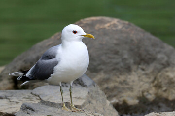 Common gull