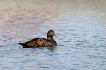 Eider