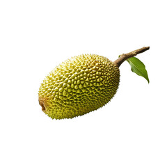durian isolated on white background