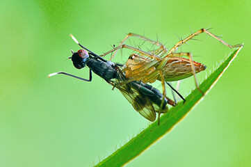 spiders are preying on flies