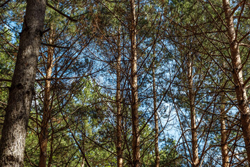 Pine trees canopy landscape in woodland.