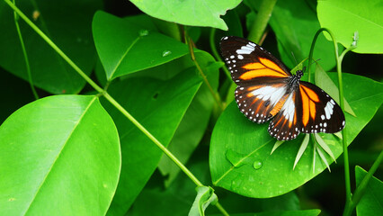 Black Veined Tiger Butterfly on green leaf of tree plant in forest, Patterned orange white and black color on on wing of Tropical insect, Monarch butterfly in Thailand