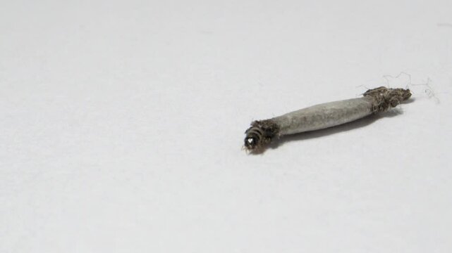 household casebearer case bearer crawling  on wall insect found in house hold dust extreme close up