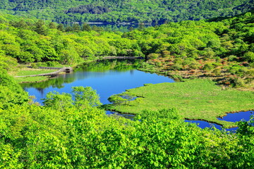 レンゲツツジ咲く新緑の覚満淵（鳥居峠より）