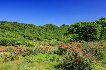 レンゲツツジ咲く赤城白樺牧場