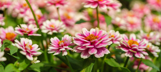Closeup of pink and white Zinnia flower under sunlight using as background natural green plants landscape, ecology wallpaper cover page concept.
