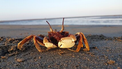 Horned-eyed ghost crab (ocypode ceratophthalmus) on the beach