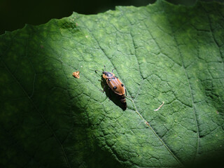 ヨツボシヒラタシデムシ / Dendroxena sexcarinata