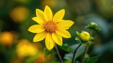 Dahlia pinnata a Bright Yellow Flower in the Asteraceae Family