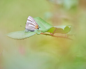バラの葉に止まるトラフシジミ / The Japanese Flash perching on rose leaves