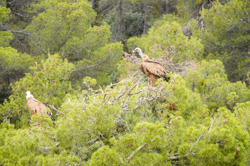 Two birds are perched on a tree branch in a lush green forest