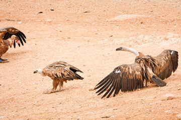 Three birds are on the ground, one of which is a vulture