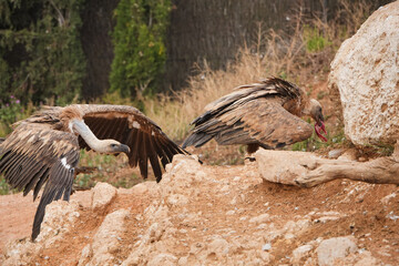 Two vulture birds are eating from a rock