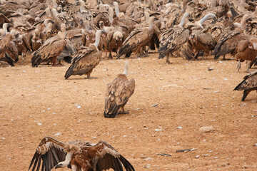 A flock of birds are gathered in a field