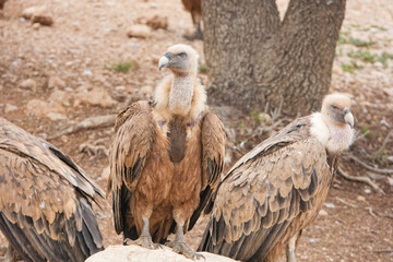 Three birds are standing on a rock, one of which has a band on its leg