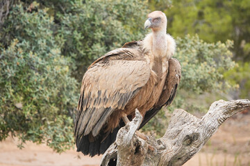 A large bird is perched on a tree branch