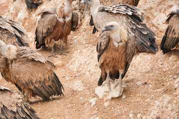A group of birds are standing on a rocky surface