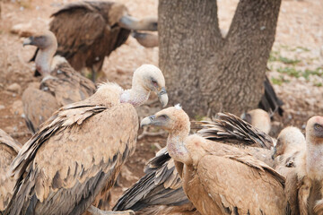 A group of birds are gathered around a tree