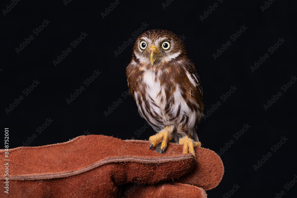 Poster a close up of a pygmy owl. on a handlers glove to show how small it is. a black background complimen