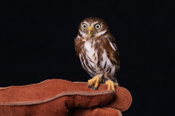 A close up of a pygmy owl. On a handlers glove to show how small it is. A black background compliments the photograph
