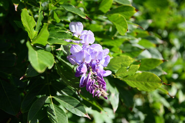 Fototapeta premium Purple blossom of the Wisteria in front of green leaves