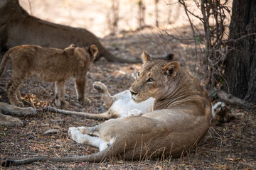 View of the lion family in South Luangwa National Park, Zambia, Africa