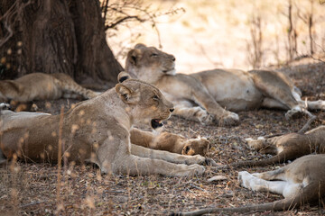View of the lion family in South Luangwa National Park, Zambia, Africa