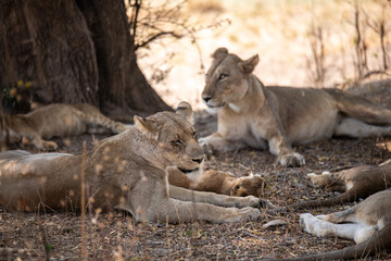 View of the lion family in South Luangwa National Park, Zambia, Africa