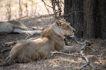 View of the lion family in South Luangwa National Park, Zambia, Africa