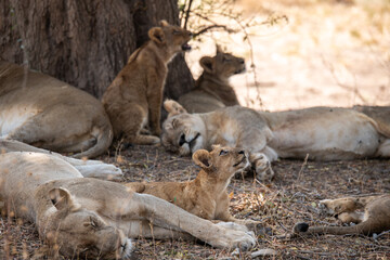 View of the lion family in South Luangwa National Park, Zambia, Africa