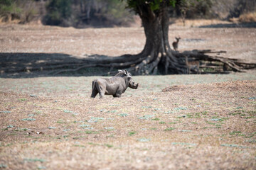 View of the warthog in South Luangwa National Park, Zambia, Africa