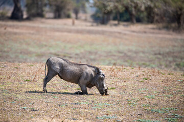 View of the warthog in South Luangwa National Park, Zambia, Africa