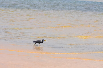 Egretta sacra or Eastern Reef Heron on the ocean shore on the island of Phuket