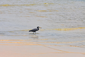 Egretta sacra or Eastern Reef Heron on the ocean shore on the island of Phuket