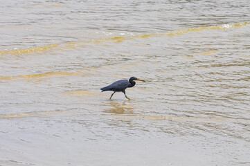 Egretta sacra or Eastern Reef Heron on the ocean shore on the island of Phuket