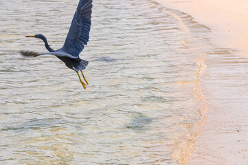 Egretta sacra or Eastern Reef Heron on the ocean shore on the island of Phuket