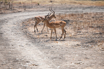 View of the Impala in South Luangwa National Park, Zambia, Africa